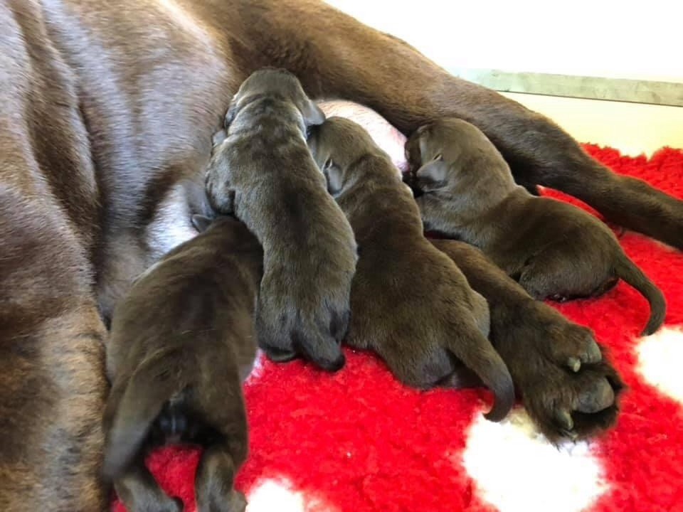 des Landes d'Eole - Labrador Retriever - Portée née le 07/10/2021