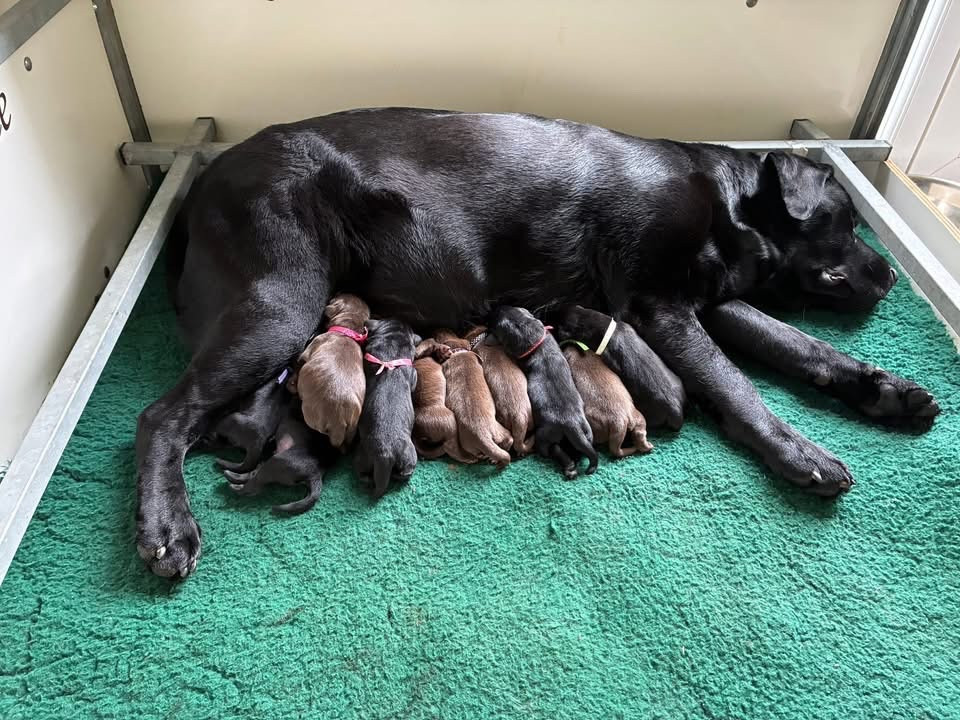 des Landes d'Eole - Chiots disponibles - Labrador Retriever