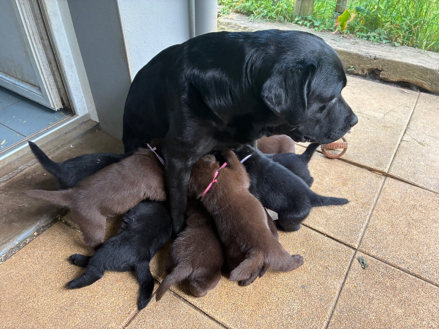 Chiot Labrador Retriever des Landes d'Eole
