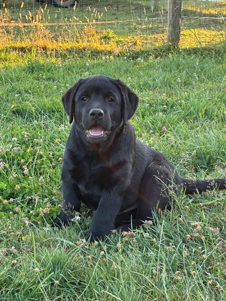des Landes d'Eole - Chiots disponibles - Labrador Retriever