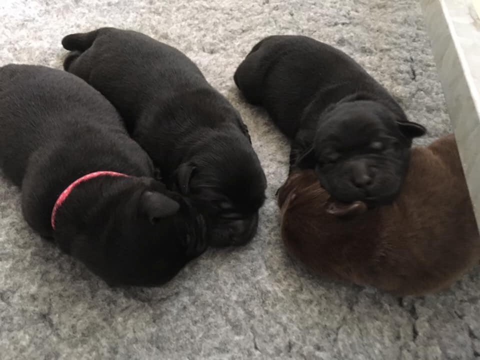 des Landes d'Eole - Labrador Retriever - Portée née le 08/01/2019