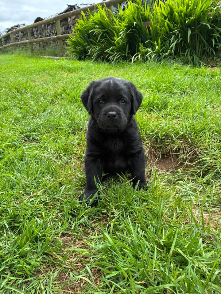 des Landes d'Eole - Chiots disponibles - Labrador Retriever