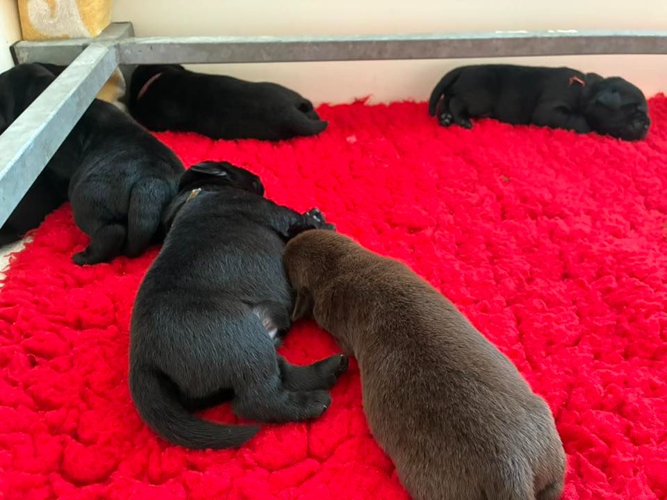 des Landes d'Eole - Chiots disponibles - Labrador Retriever