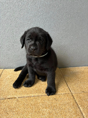 CHIOT noir