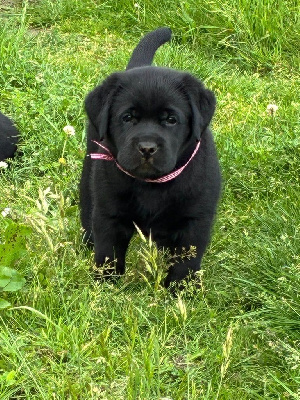 CHIOT noir