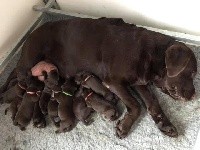 CHIOT