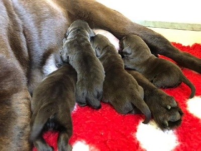 CHIOT